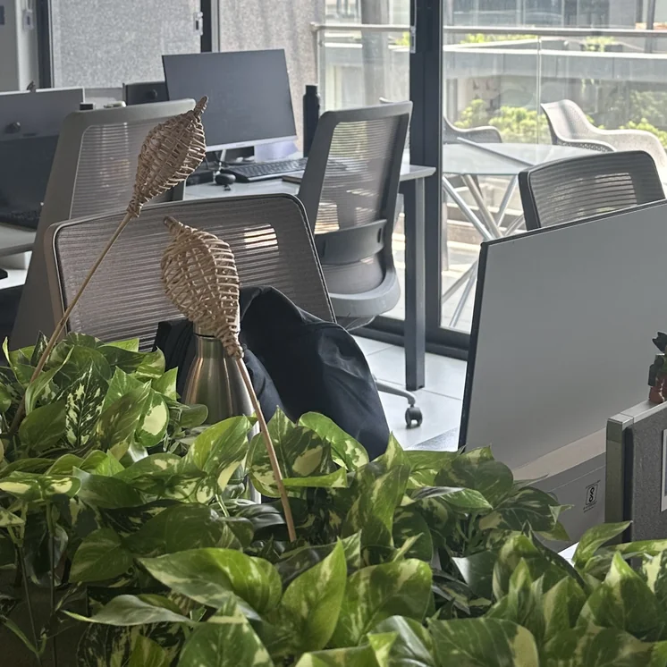 Workstations seen past green plants in the Mindphin office